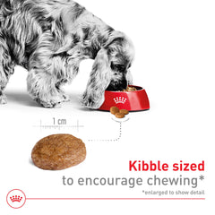 ROYAL CANIN assiette mixe sec et humide augmente appétence