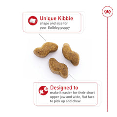 ROYAL CANIN chiot bulldog mangeant et profitant dune digestion facilitée