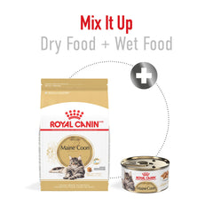 Royal Canin comparaison de la taille de la croquette avec la mâchoire du Maine Coon pour confort de mastication
