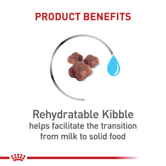 ROYAL CANIN croquette réhydratée montrant texture adaptée pour transition