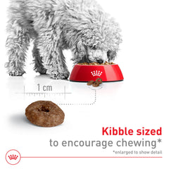 ROYAL CANIN propriétaire donne croquettes améliorant alimentation quotidienne