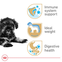 ROYAL CANIN chiot Schnauzer mangeant au bol favorise une alimentation confortable
