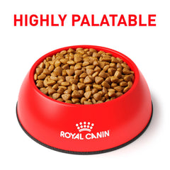 Royal Canin gros plan croquettes Renal Support F montrant texture appétente