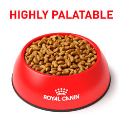 Royal Canin croquettes servies en gamelle encouragent le chien à manger