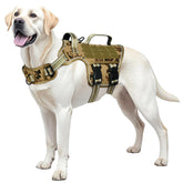 RunFido harnais face avant montrant fermeture rapide et design sécurisé