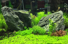 Seachem Flourish Phosphorus utilisé dans un aquarium planté pour croissance saine