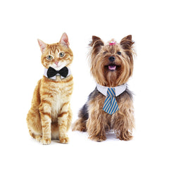 Lot Shappy posé montrant le nœud papillon et les deux cravates assortis