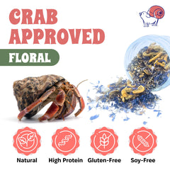 Snout and Shell crabe ermite en train de manger, enrichissement naturel assuré