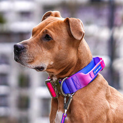 Spark Paws boucle métallique robuste pour sécurité et durabilité