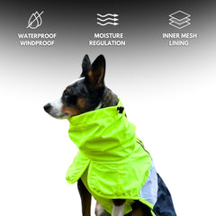 Spark Paws chien portant la veste en promenade pour confort et mobilité