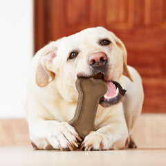 SPOT chien tenant l'os, favorise jeu sécurisé et stimulation mentale