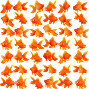 Sratte face du paquet montrant 60 poissons orange pour décoration aquarium, prêt à installer
