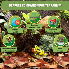 SunGrow comparaison taille des feuilles à côté d'une règle, idéal pour petits vivariums