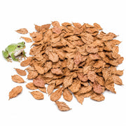 SunGrow emballage avant montrant 100 feuilles Catappa, praticité pour terrarium