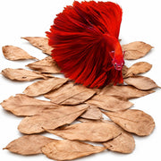 SunGrow packaging avant présentant 100 feuilles Catappa, protection naturelle