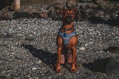 Terrain D.O.G. lampe fixée sur collier en promenade pour meilleure visibilité nocturne