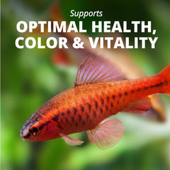 Tetra alimentation en usage dans aquarium avec poissons consommant rapidement
