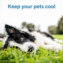 THEGREENPETSHOP chien allongé sur le tapis pour confort immédiat et relaxation