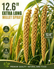 TINYFIELD gros plan sur grappes de millet montrant texture appétente et fraîcheur