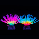 Uniclife oursins face avant montrant couleurs arc‑en‑ciel et bleu pour décor vibrant