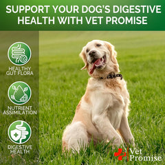 Vet Promise administration au chien montrant appétence et acceptation
