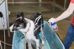 Vetericyn pompe mousse en action pour application facile et dosage précis