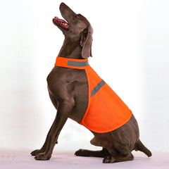 Vizbrite comparaison de tailles sur différents chiens pour ajustement