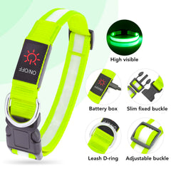VIZPET collier LED porté sur chien la nuit montrant visibilité en promenade sécurisée
