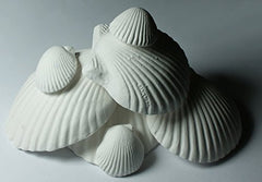 Weco Products gros plan sur la texture minérale des coquilles pour finition organique