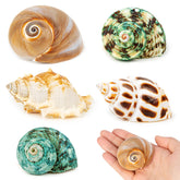 WeDoSoy coquille avant montrant forme naturelle et protection