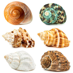 WeDoSoy coquille face avant montrant forme naturelle et sécurité