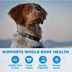 Wellness bol servi dans le salon, chien mange confortablement et sainement