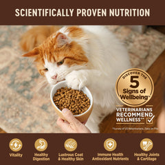 Wellness CORE Kitten détail huile de saumon mettant en avant DHA bénéfique