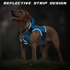 WINGOIN harnais porté par chien en promenade illustrant utilisation réelle