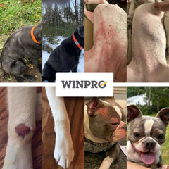WINPRO chien acceptant une friandise, soulignant administration simple et appétence