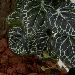 WOLEDOE plante installée dans un terrarium offrant cachettes et décor naturel