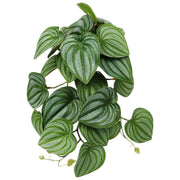 WOLEDOE plante Calathea vue avant, décor réaliste pour terrarium