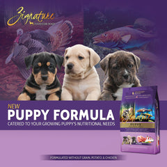 Gros plan croquette Zignature Puppy Formula texture et qualité protéique