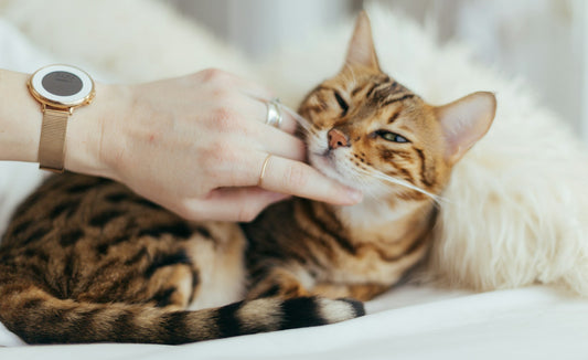 Brosser son chat : fréquence et outils selon le pelage