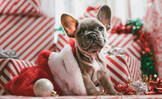 Noël avec un animal : idées cadeaux et précautions