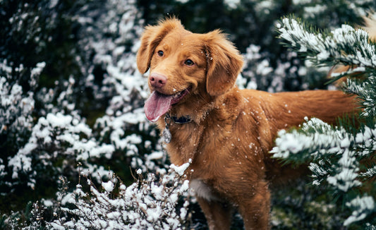 Balades d'hiver : protéger son chien du froid