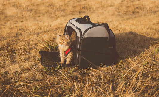 Choisir un sac de transport pour son chat