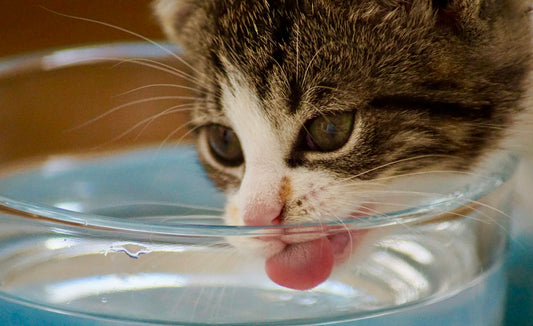 Encourager son chat à boire : nos idées simples