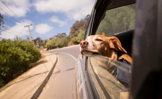 Voyager en voiture avec son chien : nos conseils