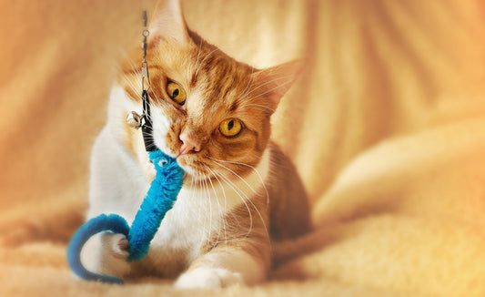 5 idées de jeux pour occuper votre chat à l'intérieur