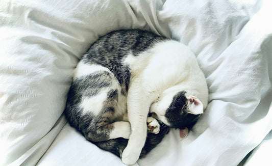 Créer un coin repos parfait pour son chat