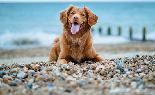 Vacances : partir avec son animal ou le faire garder ?