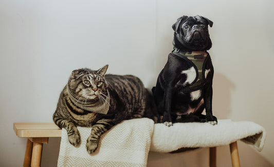 Chien et chat sous le même toit : nos conseils pour une bonne entente