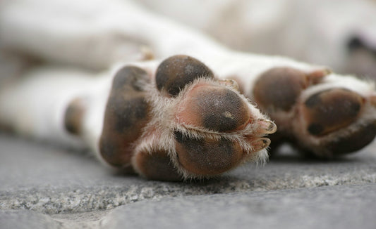 Couper les griffes de son chien sans stress