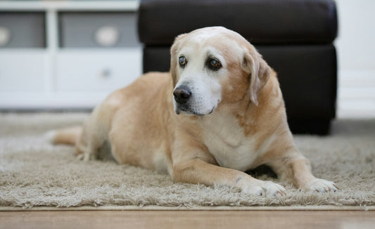 Chien âgé : adapter son couchage et son quotidien